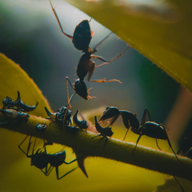 group of ants walking on end of a nch