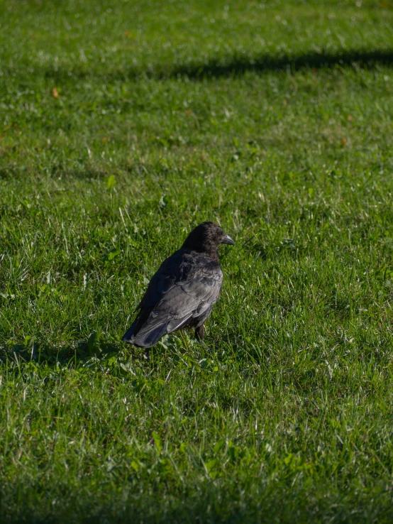 a bird sitting in the middle of some green grass