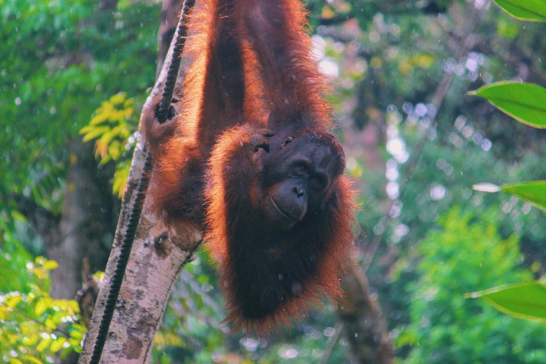 a big animal hanging on the nches of a tree