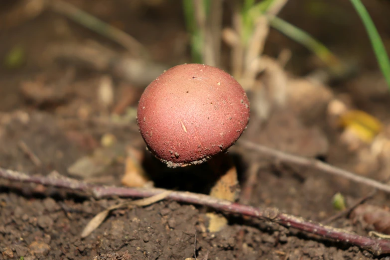 a small mushroom with very little seeds sticking out