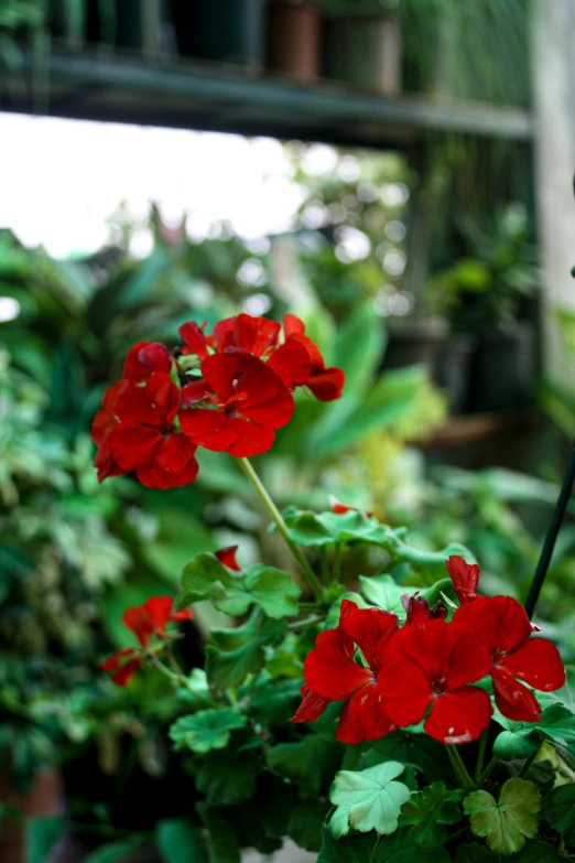 red flowers in a pot with green leaves