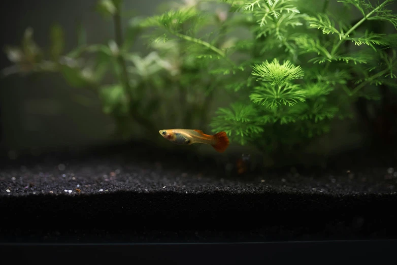 small gold fish sitting in front of a leafy green plant