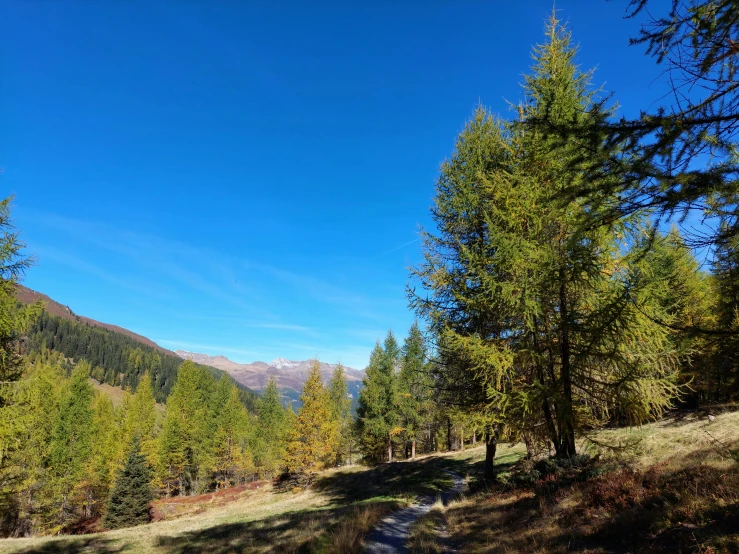 there is a trail with many trees on it