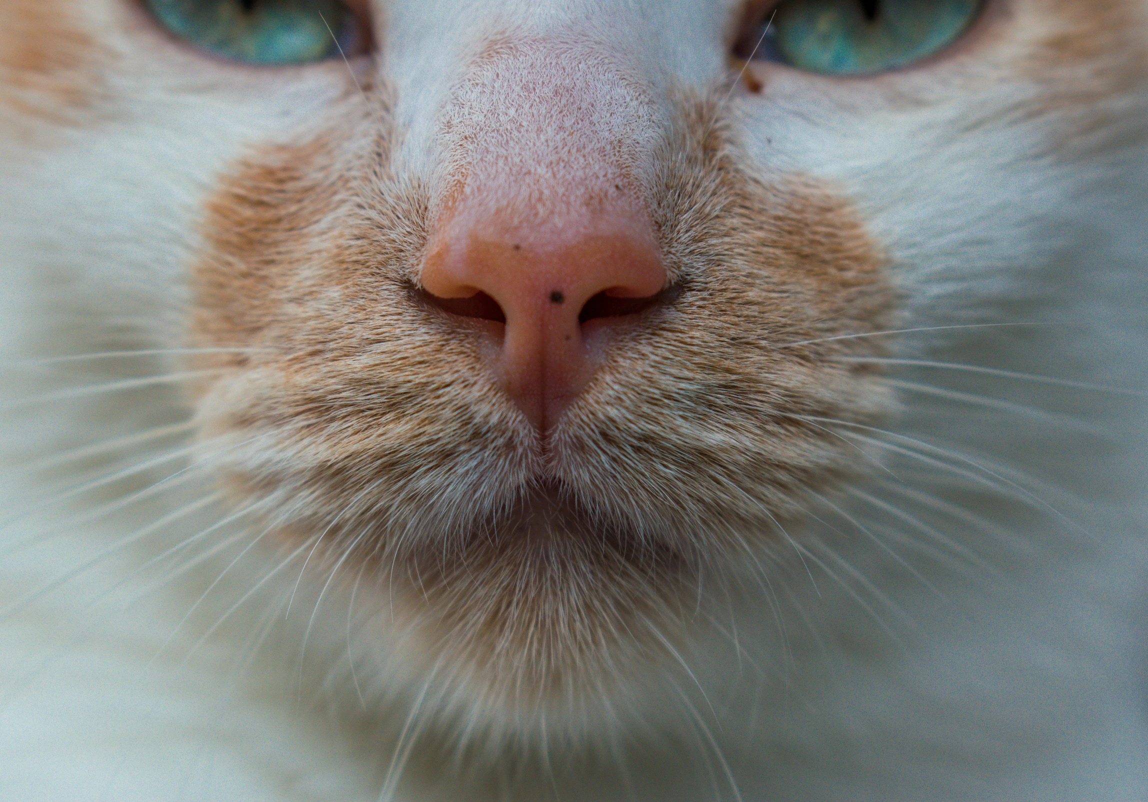 closeup view of a cat with green eyes and brown muzzle