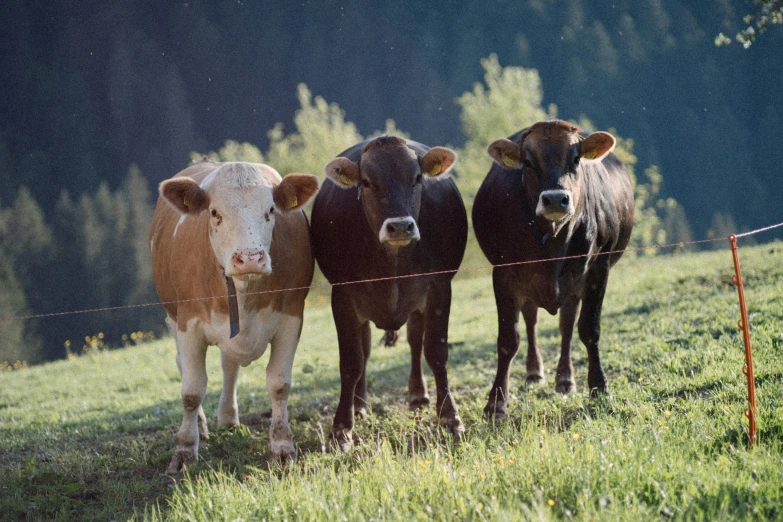 three cows standing behind a fence that runs along a hill