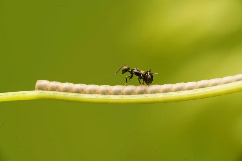 a couple of bees that are sitting on a leaf