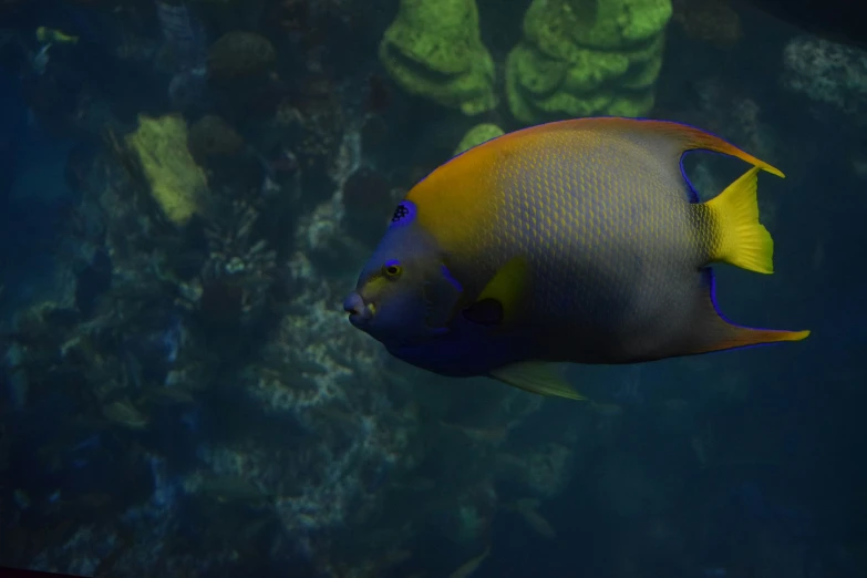 a blue, yellow and red fish in a tank