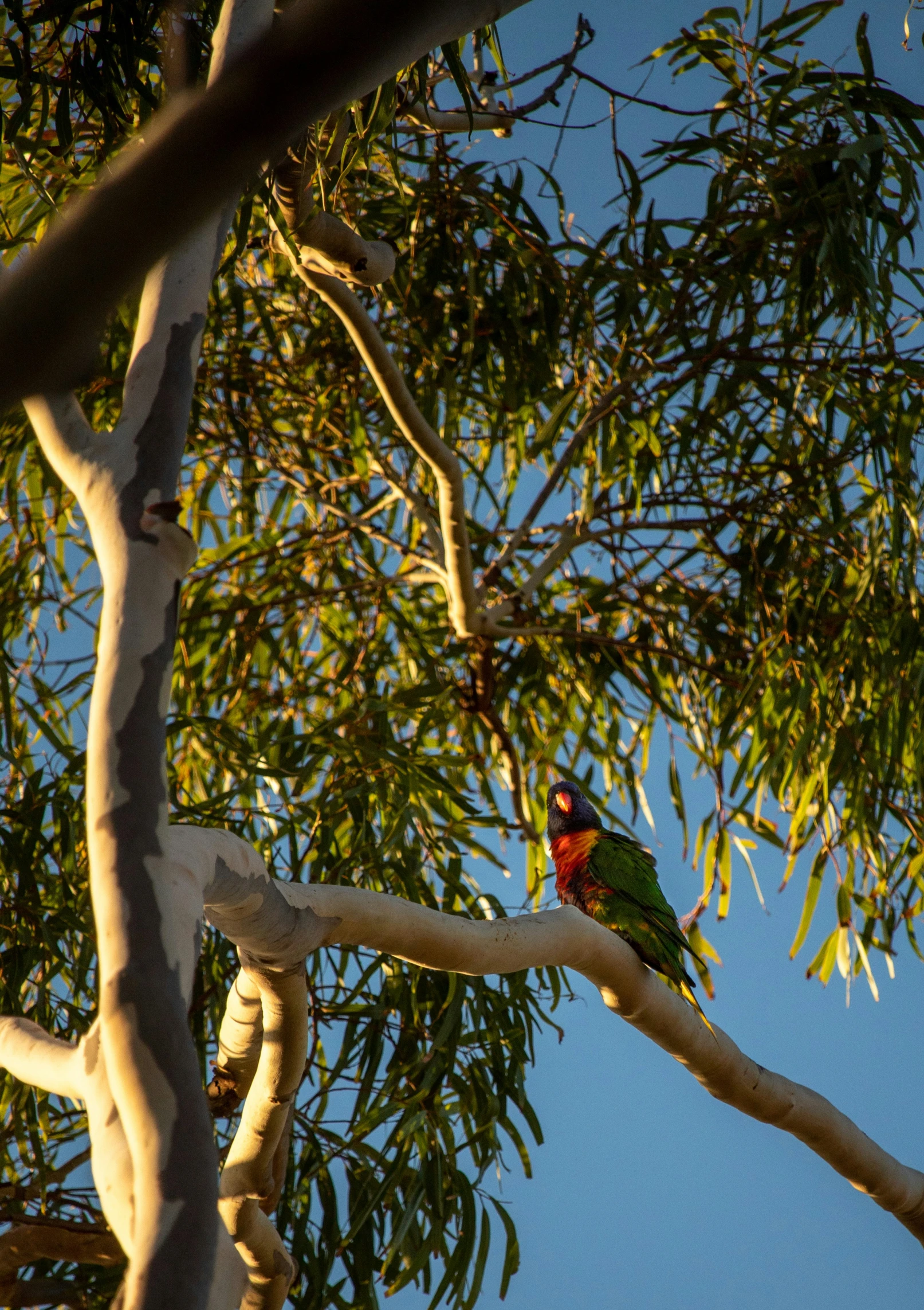 a green and yellow parrot sitting on top of a tree