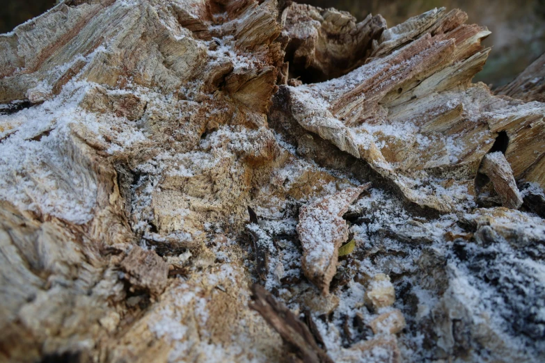 a rotten and old tree that looks to be split apart