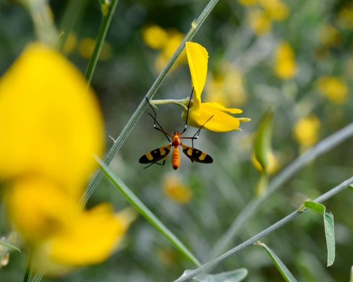 two black and yellow bugs sitting on top of a leaf