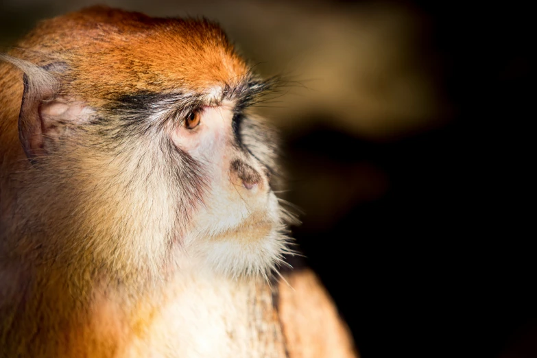 an orange monkey with a blurred background