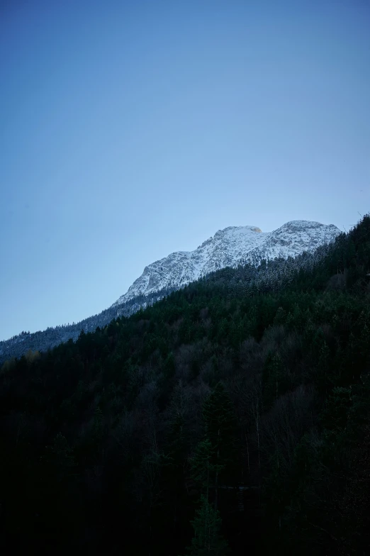 snowy mountain with trees in the foreground