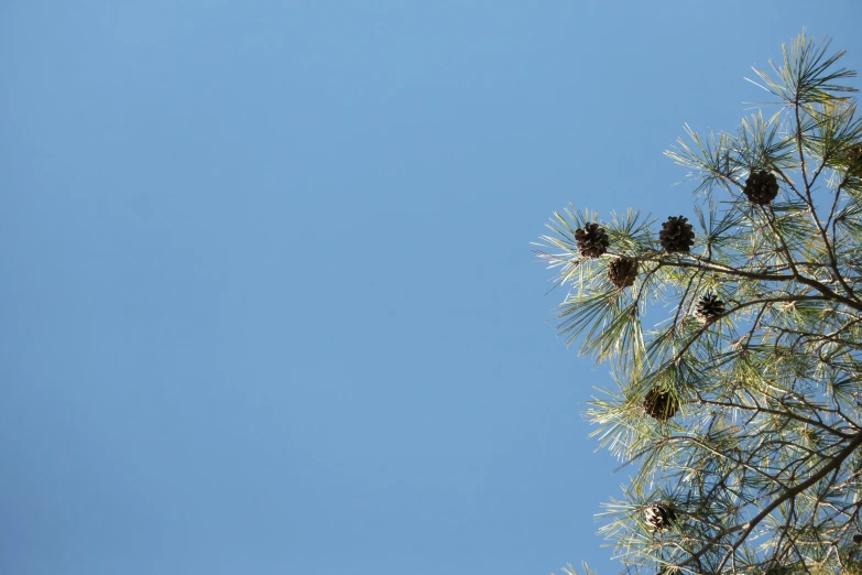 pine cones are growing on the needles of a tree