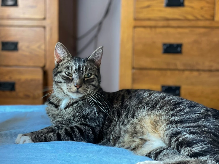 a grey and white cat is laying on a bed