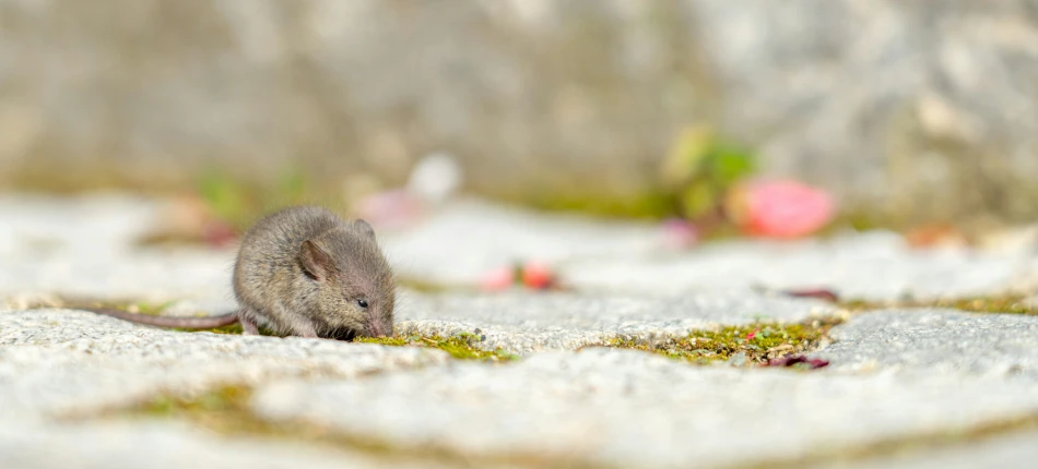 a small gray rodent standing on cement