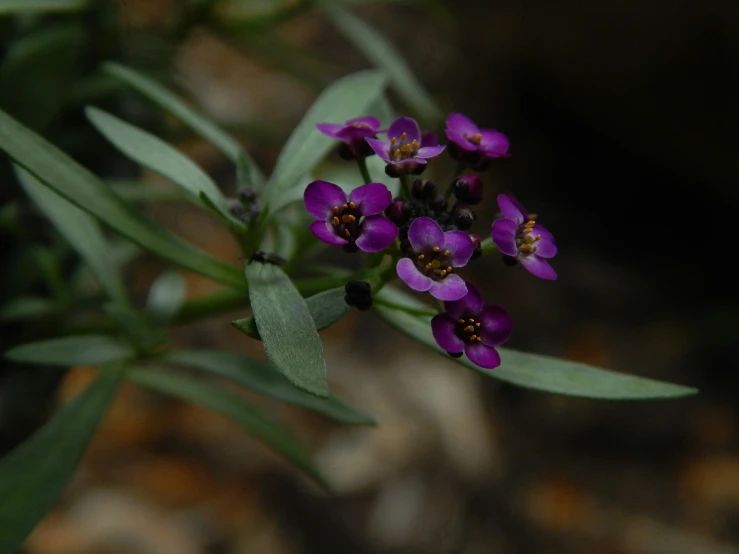 some purple flowers that are very small