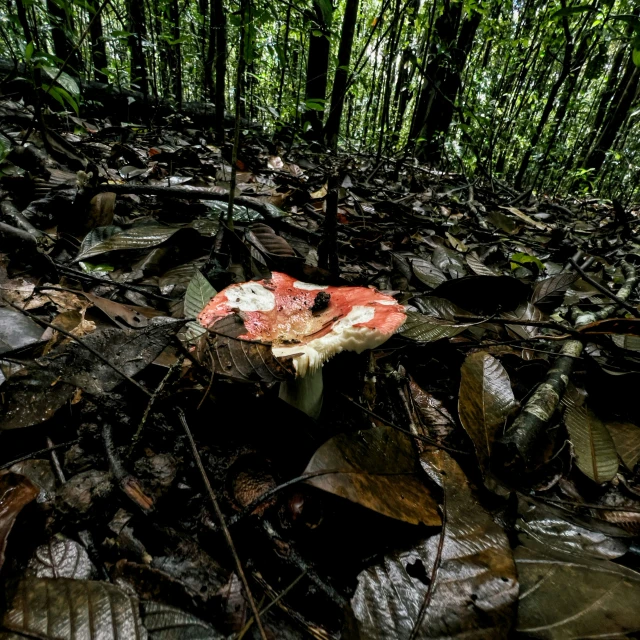 a mushroom on the forest floor surrounded by leaves