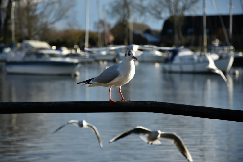 a seagull on a rail in front of some sailboats