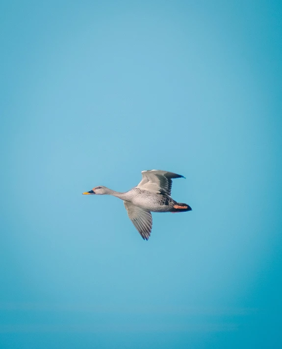 a bird flying in the clear blue sky