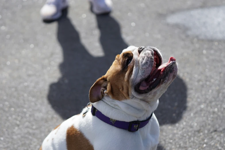 the dog is in front of a person with it's eyes open