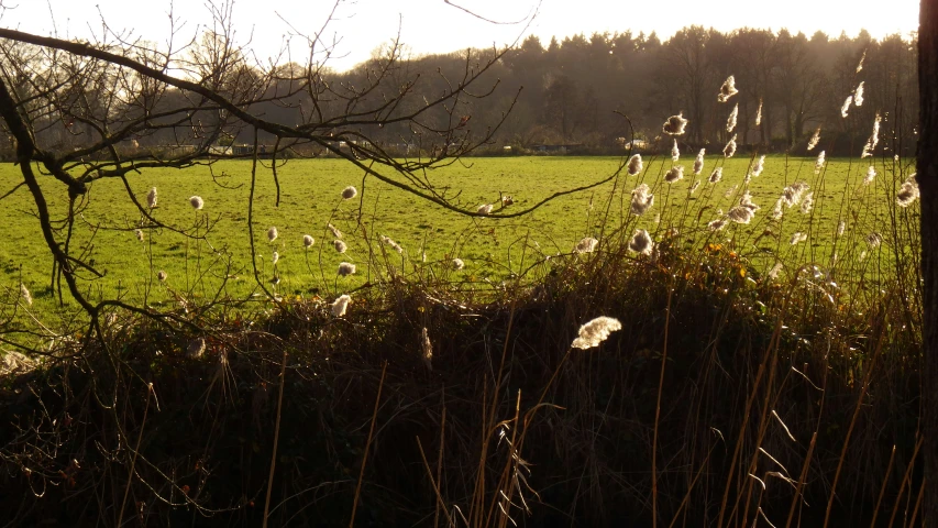 a field with a cow grazing on grass