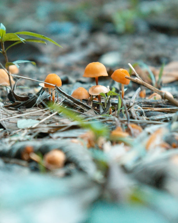 an image of several small mushrooms growing on the ground