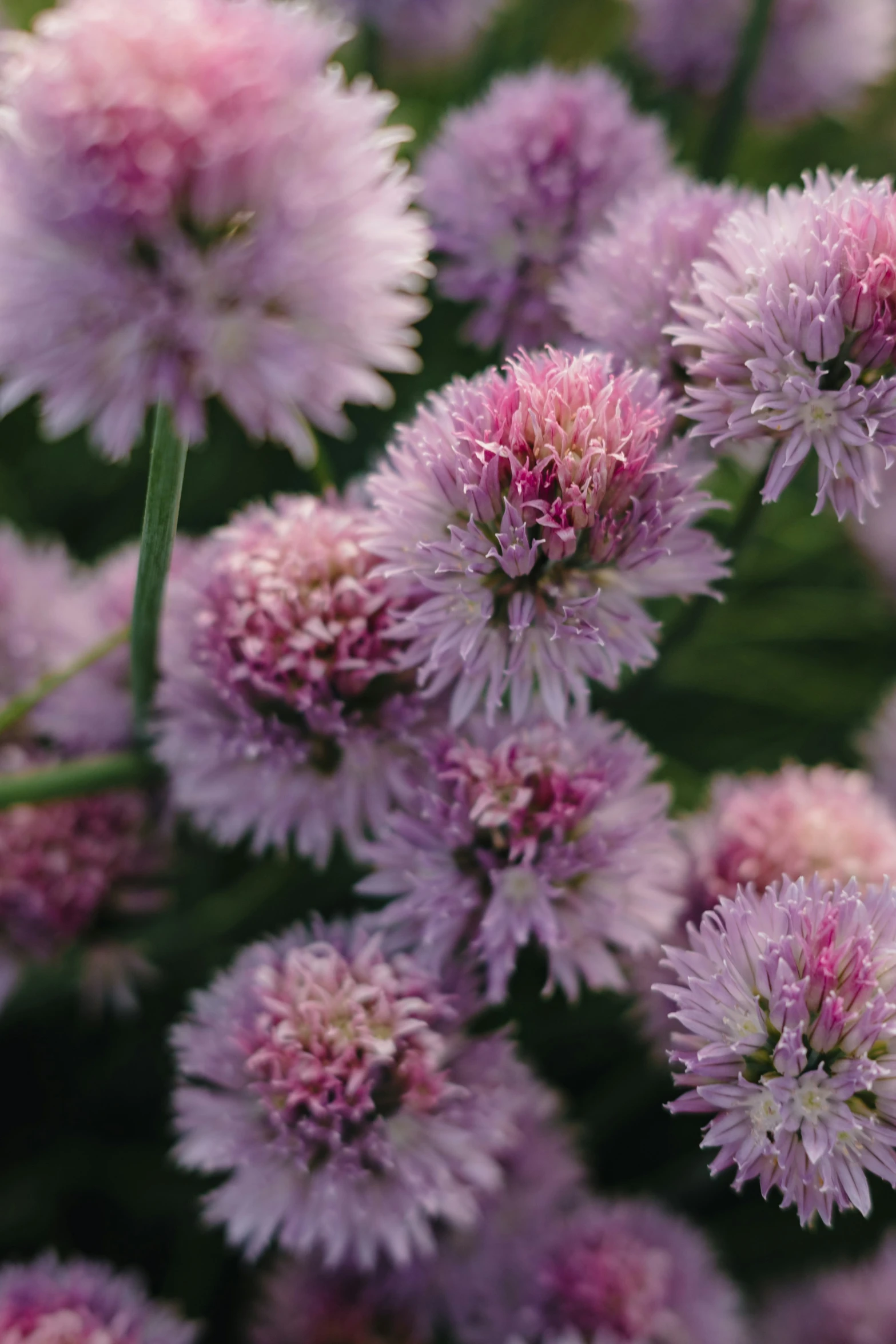 pink flowers are growing together in a garden