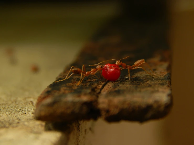 a red spider crawling on a piece of wood