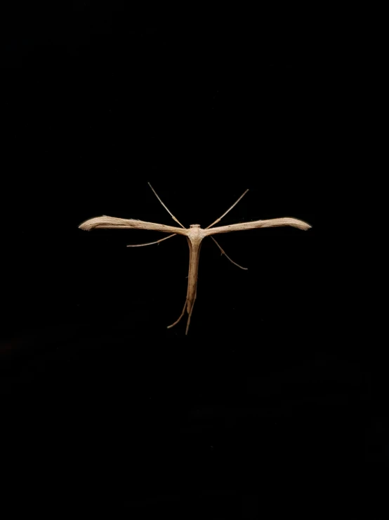 a moth is flying on a black background