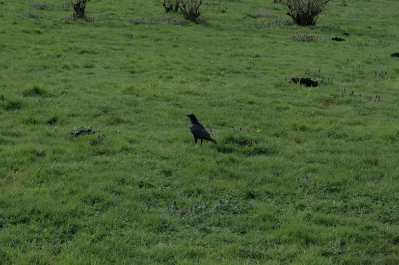 bird standing in green field looking around