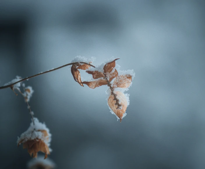 two dead flowers that have been frozen