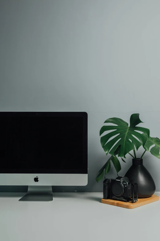 a desktop computer monitor, with a house plant beside it