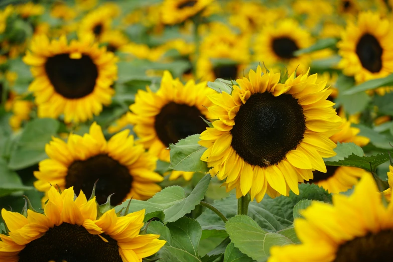 a field full of sunflowers with leaves