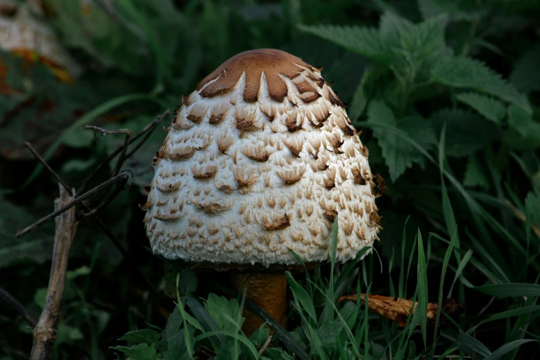 a white mushrooms cap in the green grass