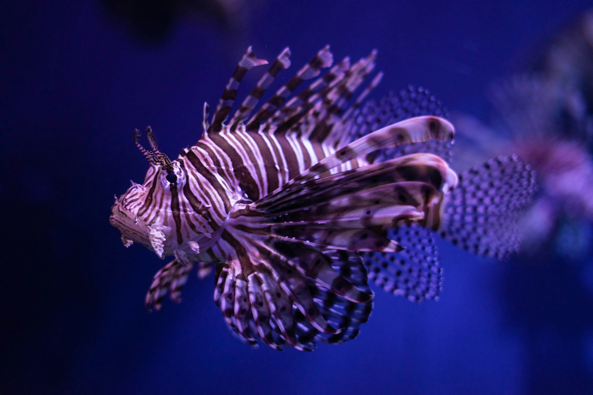 close up of an exotic purple and white fish