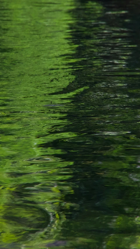 green background is reflected in the water of this body of water