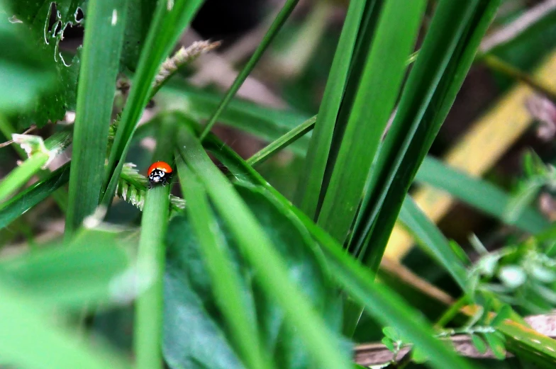 a red and white bug is crawling on grass