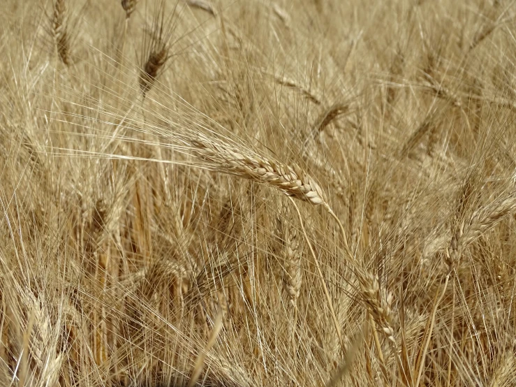 a field with brown stalks of wheat blowing in the breeze