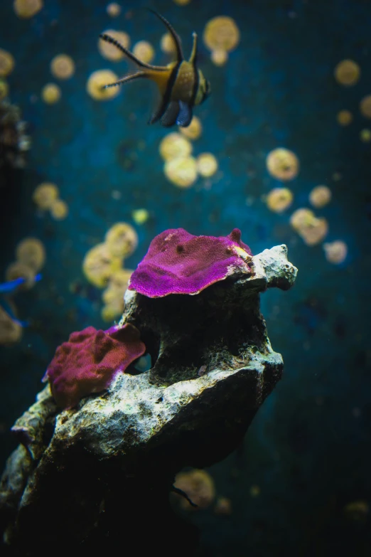 the ocean aquarium has a strange purple thing in it
