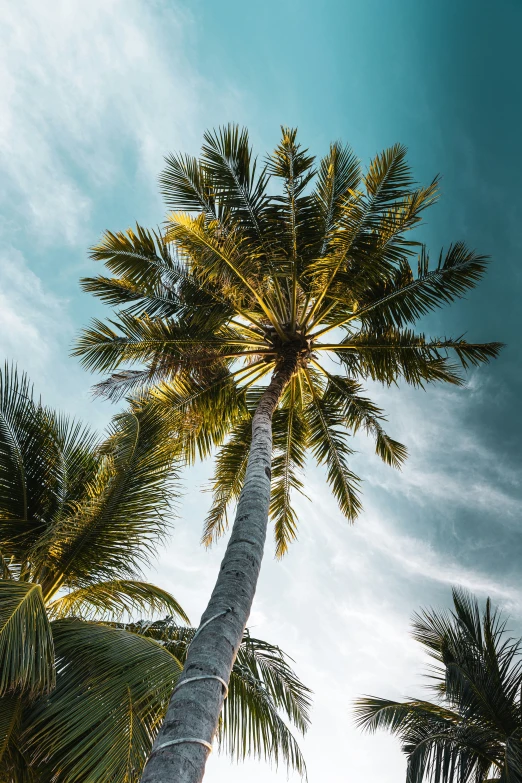 three palm trees are pictured against the sky