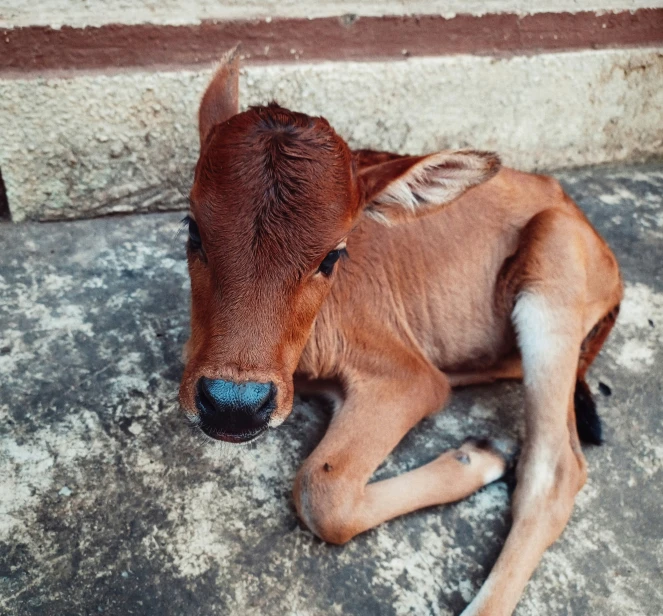 an image of a calf laying on the ground