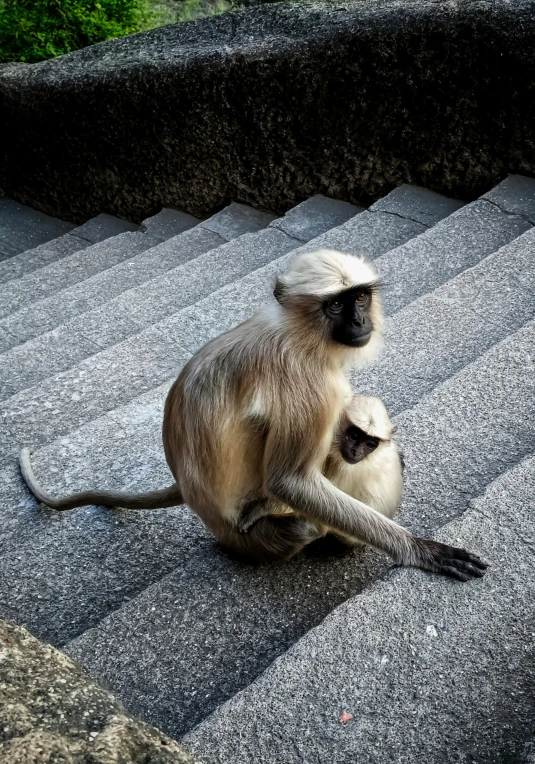 a monkey sitting on the steps of a temple