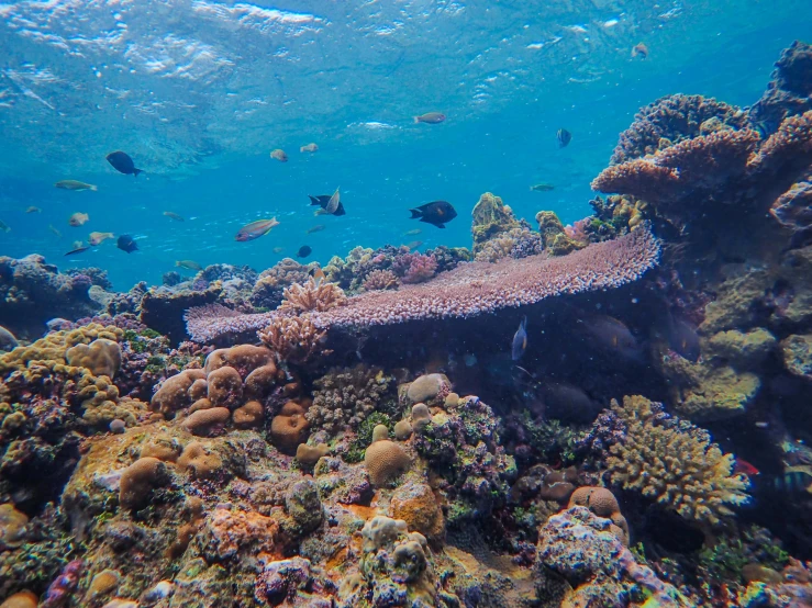 a group of fish are swimming around a coral reef