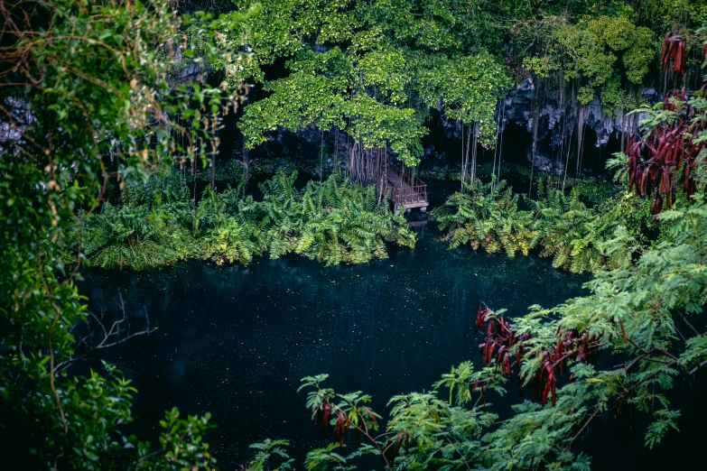 some trees and a pond and bushes and water