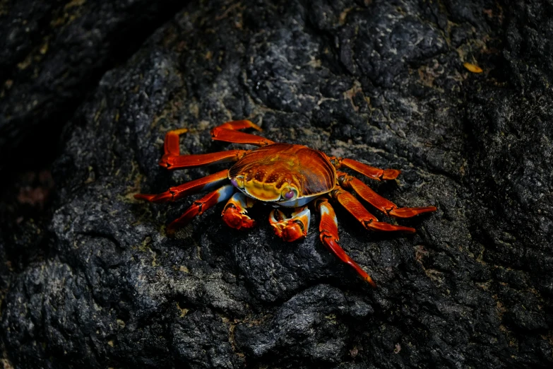 crab crawling in the rock, close up