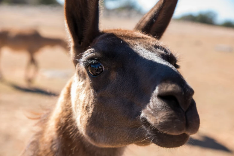 an close up s of a llama, with the background blurry