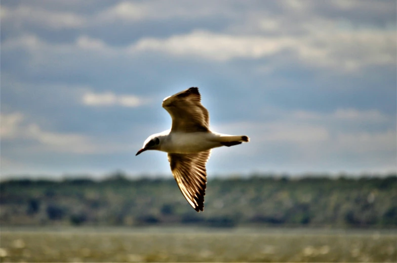 a white bird flying in the air with clouds and trees behind it