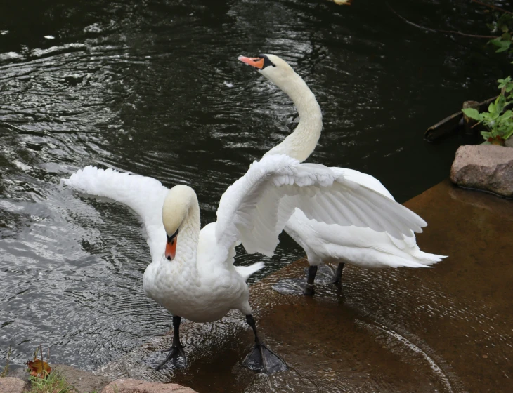 two swans are in the water in their habitat