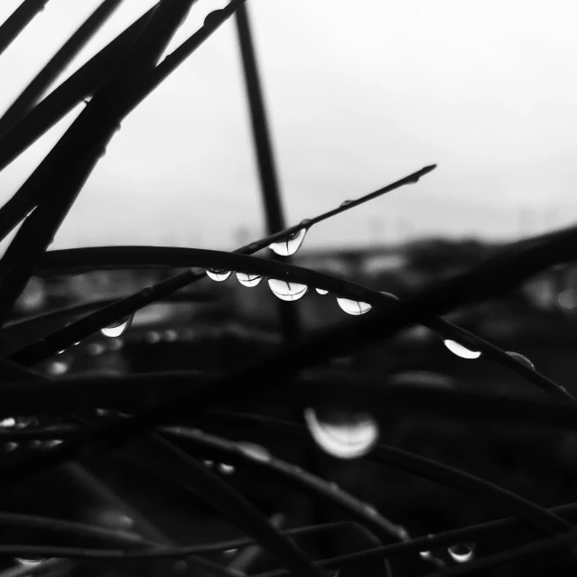 black and white po of a couple of drops of water