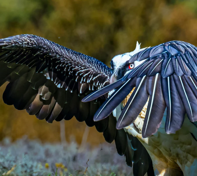 a large bird with wings spread on the ground